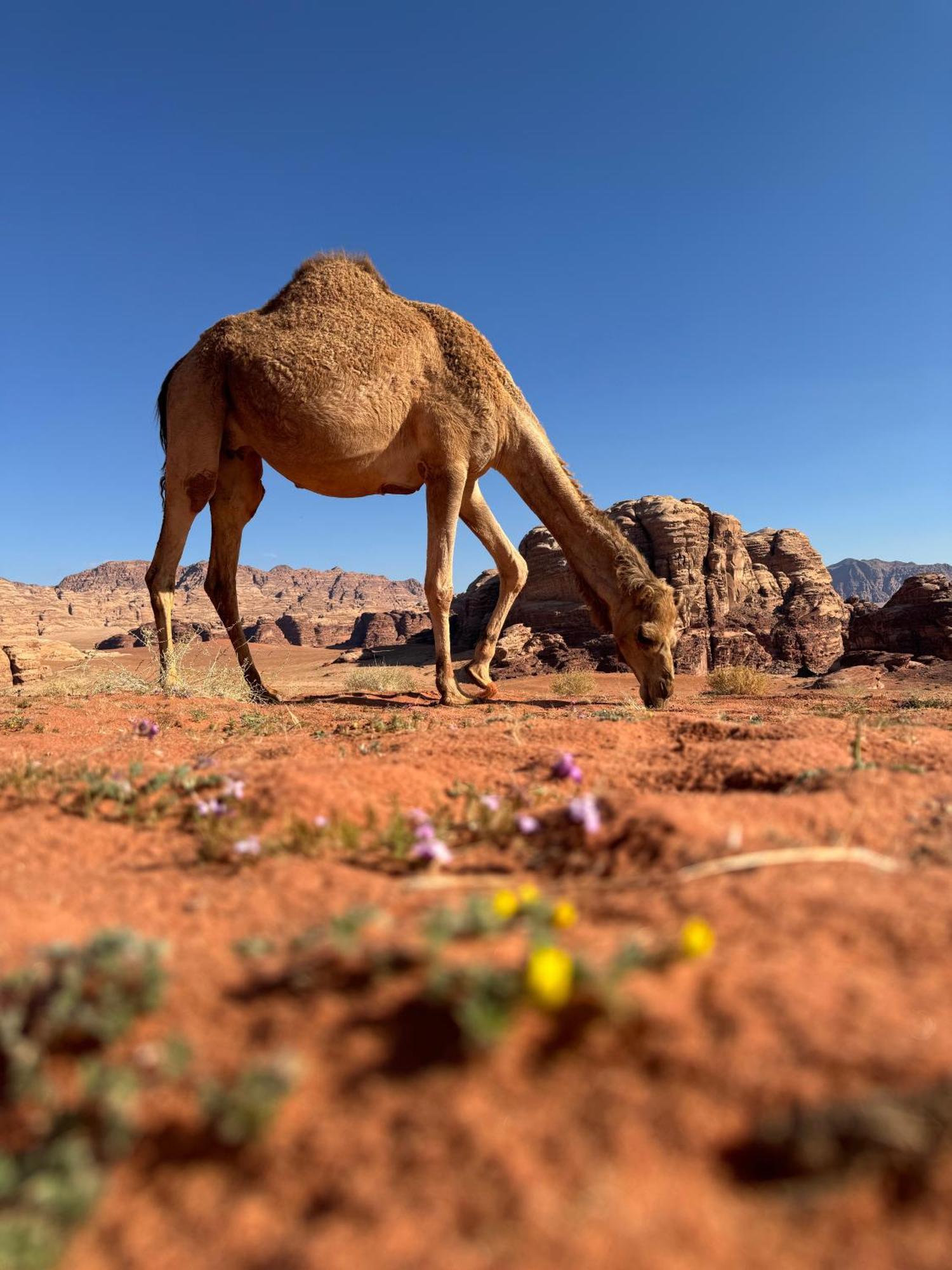 Desert Bird Camp Rum vádi Kültér fotó