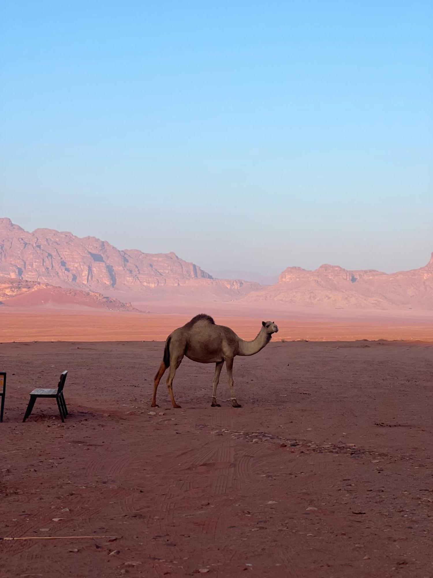 Desert Bird Camp Rum vádi Kültér fotó